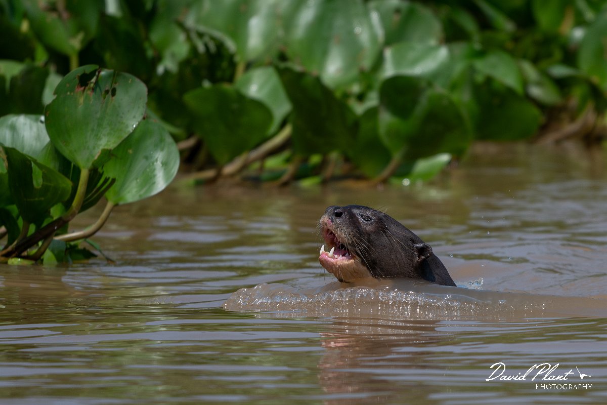 DPPhotography - Pantanal - Giant otter - M.jpg - Giant otter, Pteronura brasiliensis - Rio São Lourenço, Pantanal, Brazil