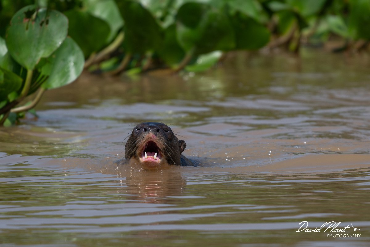 DPPhotography - Pantanal - Giant otter - N.jpg - Giant otter, Pteronura brasiliensis - Rio São Lourenço, Pantanal, Brazil