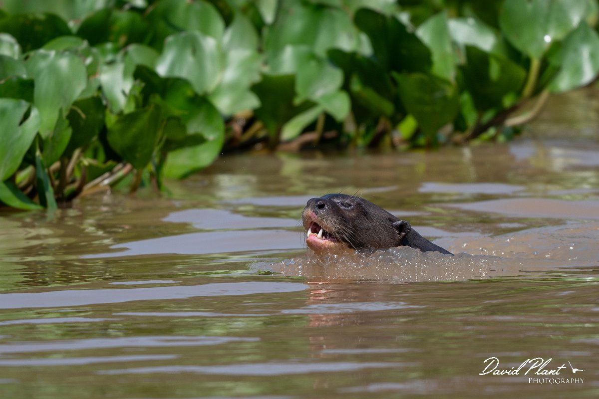 DPPhotography - Pantanal - Giant otter - O.jpg - Giant otter, Pteronura brasiliensis - Rio São Lourenço, Pantanal, Brazil
