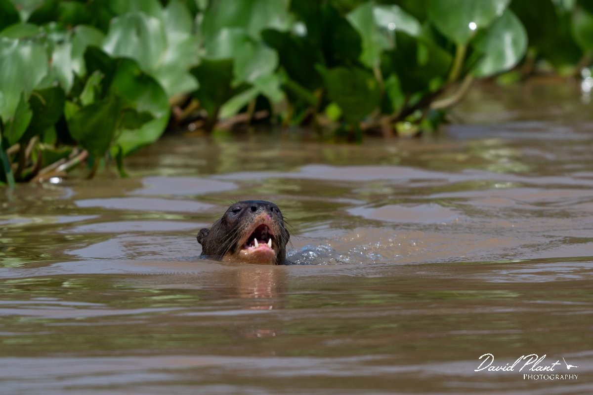 DPPhotography - Pantanal - Giant otter - P.jpg - Giant otter, Pteronura brasiliensis - Rio São Lourenço, Pantanal, Brazil