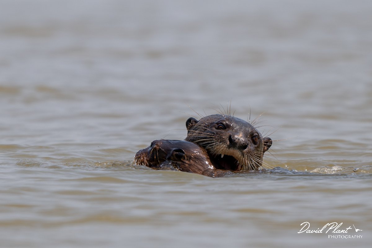 DPPhotography - Pantanal - Giant otter - R.jpg - Giant otter, Pteronura brasiliensis - Rio São Lourenço, Pantanal, Brazil