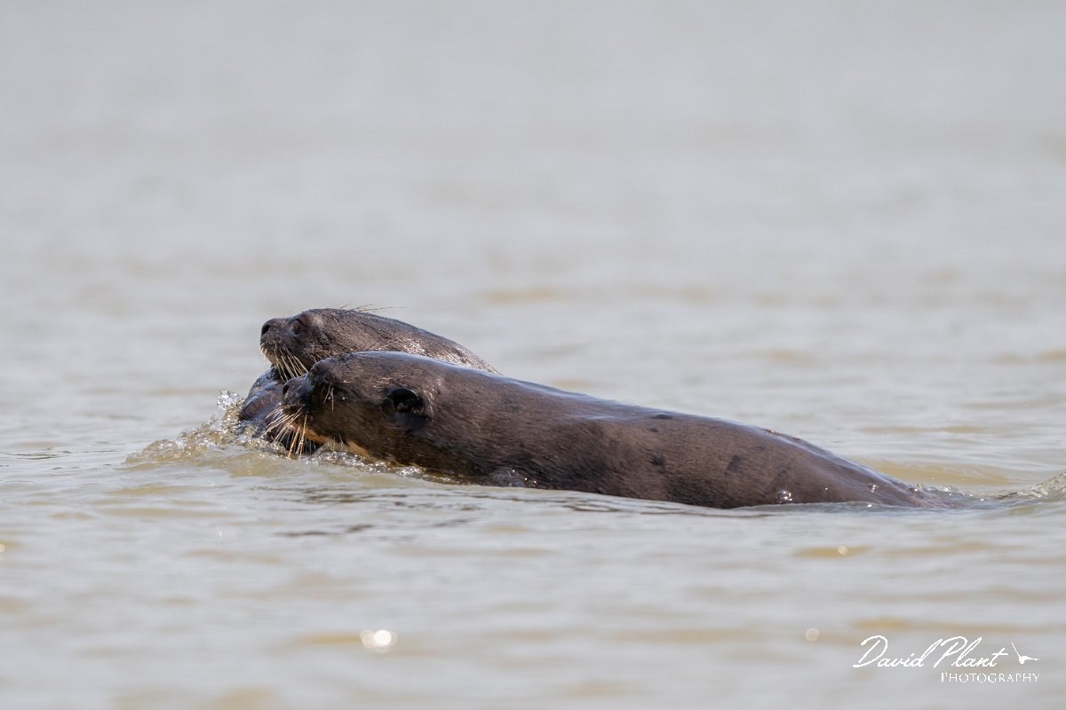 DPPhotography - Pantanal - Giant otter - S.jpg - Giant otter, Pteronura brasiliensis - Rio São Lourenço, Pantanal, Brazil
