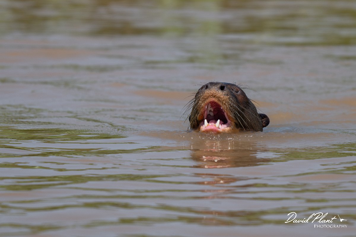 DPPhotography - Pantanal - Giant otter - T.jpg - Giant otter, Pteronura brasiliensis - Rio São Lourenço, Pantanal, Brazil