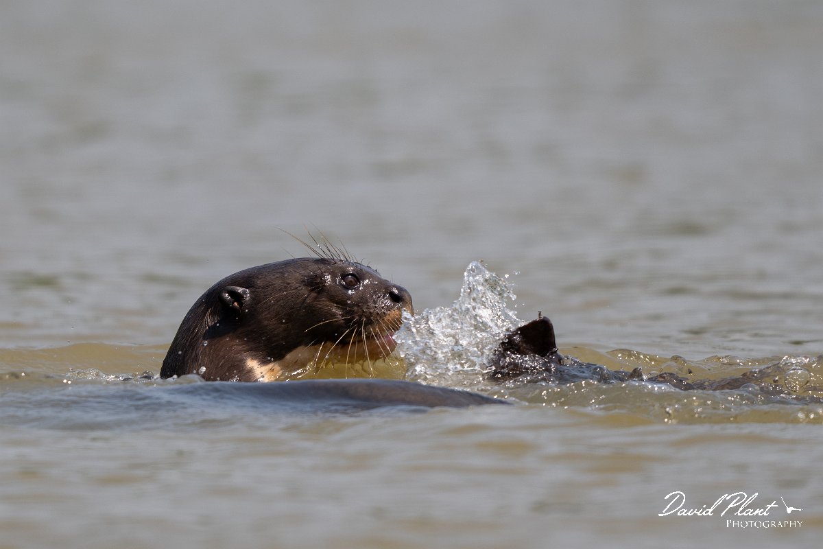 DPPhotography - Pantanal - Giant otter - U.jpg - Giant otter, Pteronura brasiliensis - Rio São Lourenço, Pantanal, Brazil