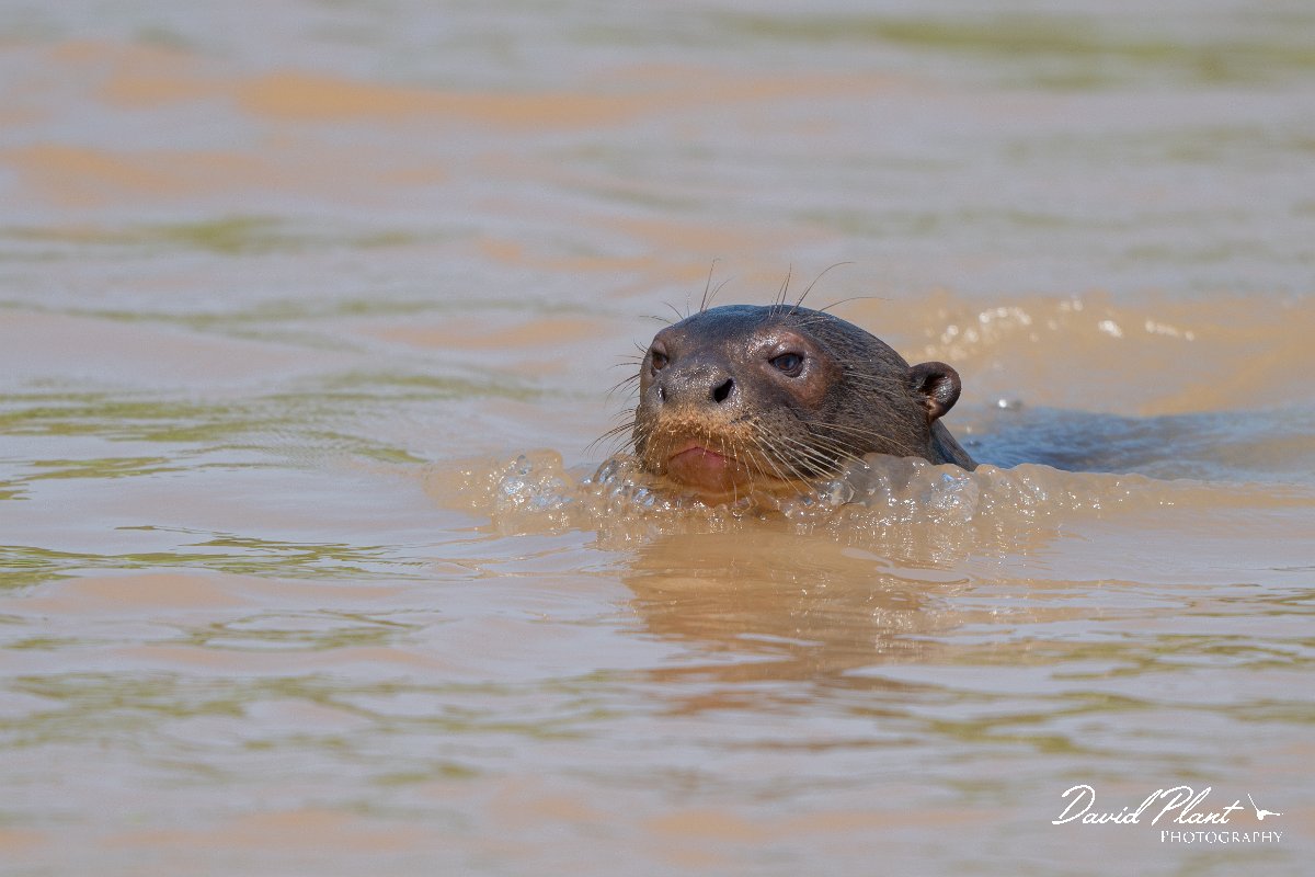 DPPhotography - Pantanal - Giant otter - V.jpg - Giant otter, Pteronura brasiliensis - Rio São Lourenço, Pantanal, Brazil