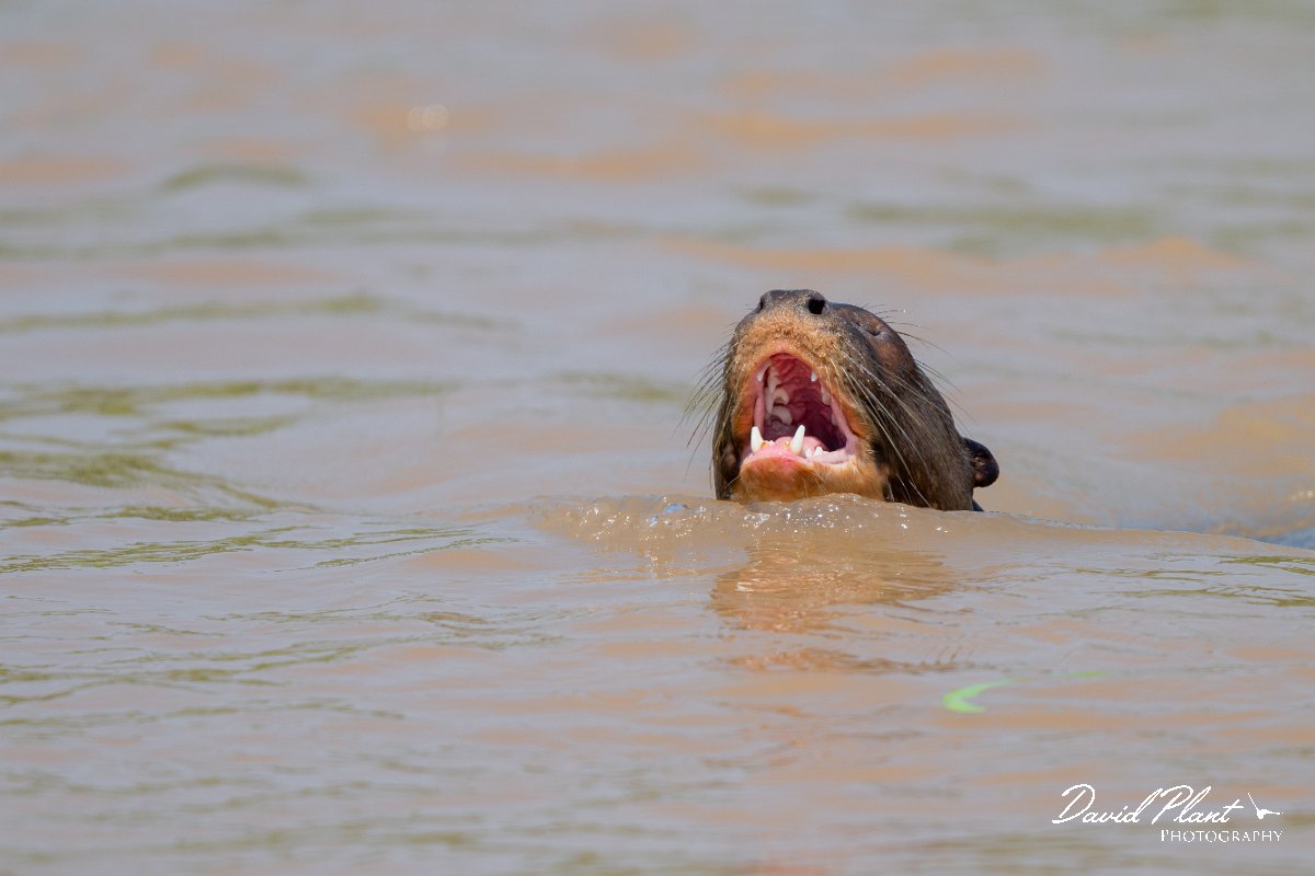 DPPhotography - Pantanal - Giant otter - W.jpg - Giant otter, Pteronura brasiliensis - Rio São Lourenço, Pantanal, Brazil