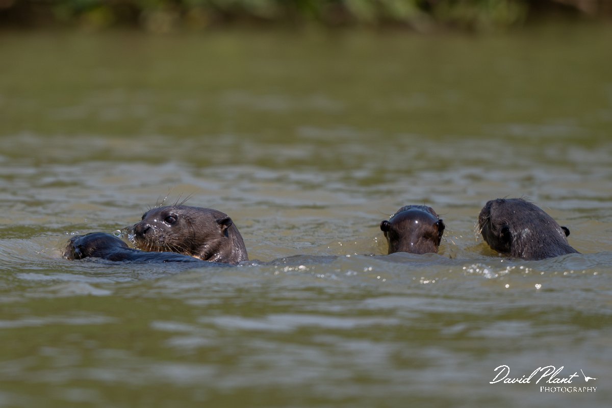 DPPhotography - Pantanal - Giant otter - X.jpg - Giant otter, Pteronura brasiliensis - Rio São Lourenço, Pantanal, Brazil