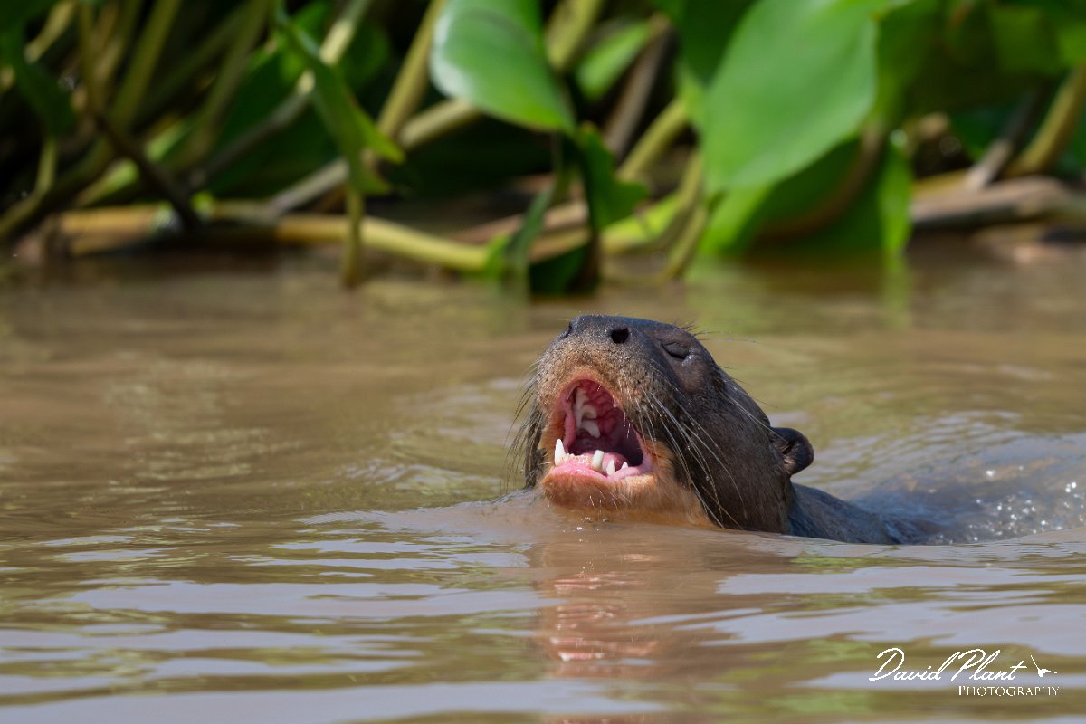 DPPhotography - Pantanal - Giant otter - Y.jpg - Giant otter, Pteronura brasiliensis - Rio São Lourenço, Pantanal, Brazil