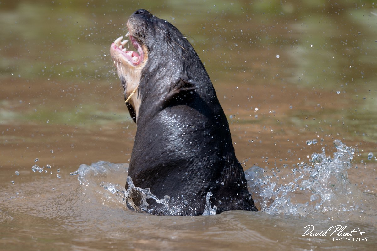 DPPhotography - Pantanal - Giant otter - Z.jpg - Giant otter, Pteronura brasiliensis - Rio São Lourenço, Pantanal, Brazil