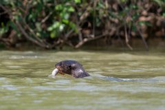 DPPhotography - Pantanal - Giant otter - AA