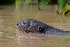 DPPhotography - Pantanal - Giant otter - AB