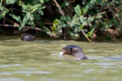 DPPhotography - Pantanal - Giant otter - AC