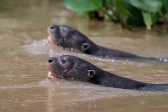 DPPhotography - Pantanal - Giant otter - AE
