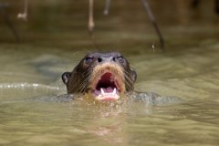 DPPhotography - Pantanal - Giant otter - AF