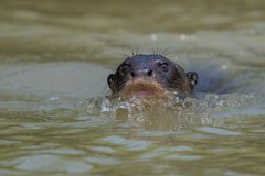 DPPhotography - Pantanal - Giant otter - AG