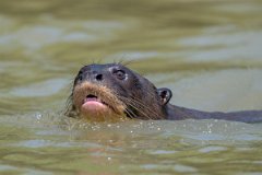 DPPhotography - Pantanal - Giant otter - AH