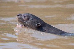 DPPhotography - Pantanal - Giant otter - AI