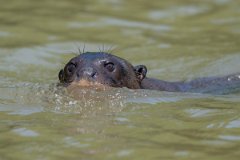 DPPhotography - Pantanal - Giant otter - AJ