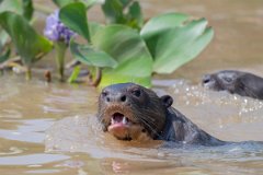 DPPhotography - Pantanal - Giant otter - AK