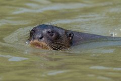 DPPhotography - Pantanal - Giant otter - AL