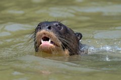 DPPhotography - Pantanal - Giant otter - AM