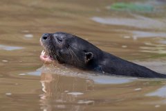 DPPhotography - Pantanal - Giant otter - AO