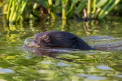 DPPhotography - Pantanal - Giant otter - AP