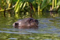 DPPhotography - Pantanal - Giant otter - AR