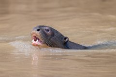 DPPhotography - Pantanal - Giant otter - AT
