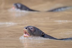 DPPhotography - Pantanal - Giant otter - AU