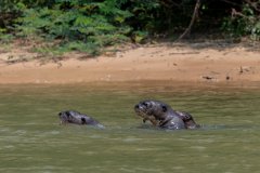 DPPhotography - Pantanal - Giant otter - AV