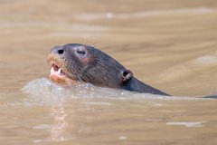 DPPhotography - Pantanal - Giant otter - AW