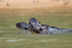 DPPhotography - Pantanal - Giant otter - AX