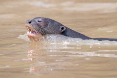 DPPhotography - Pantanal - Giant otter - AY