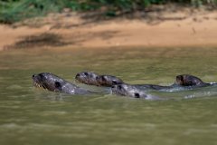 DPPhotography - Pantanal - Giant otter - AZ
