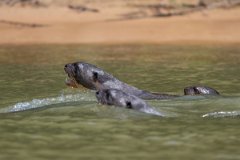 DPPhotography - Pantanal - Giant otter - BA