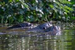 DPPhotography - Pantanal - Giant otter - BB