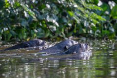 DPPhotography - Pantanal - Giant otter - BC