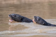 DPPhotography - Pantanal - Giant otter - BE