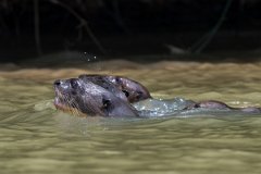 DPPhotography - Pantanal - Giant otter - BG