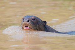 DPPhotography - Pantanal - Giant otter - BI