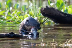 DPPhotography - Pantanal - Giant otter - BL