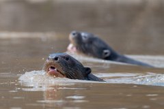 DPPhotography - Pantanal - Giant otter - BM