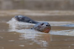 DPPhotography - Pantanal - Giant otter - BN