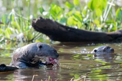 DPPhotography - Pantanal - Giant otter - BO