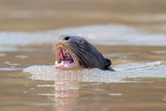 DPPhotography - Pantanal - Giant otter - BP