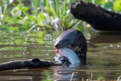 DPPhotography - Pantanal - Giant otter - BQ