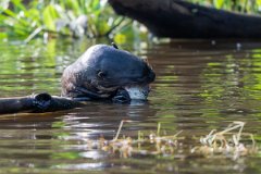 DPPhotography - Pantanal - Giant otter - BR