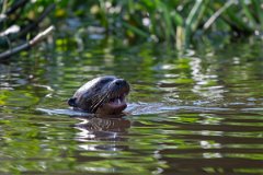 DPPhotography - Pantanal - Giant otter - BS