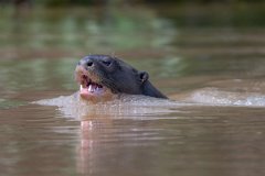DPPhotography - Pantanal - Giant otter - BT